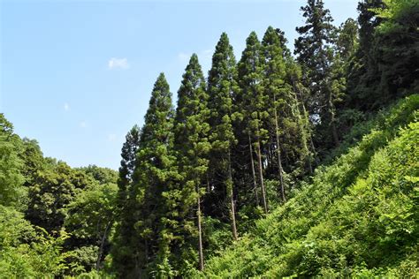 杉種類|杉（スギ）～日本一の木